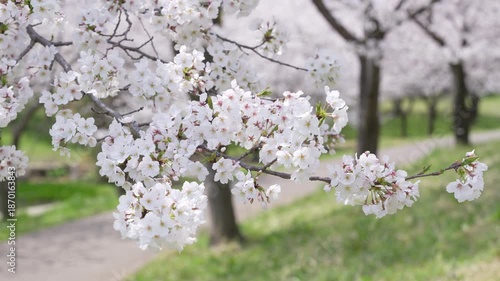 桜　ソメイヨシノ