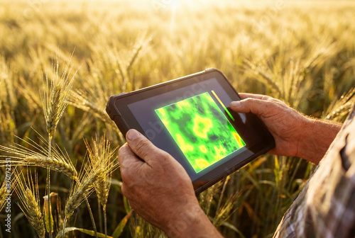 Farmer using a tablet to analyze crop data in a golden wheat field at sunset