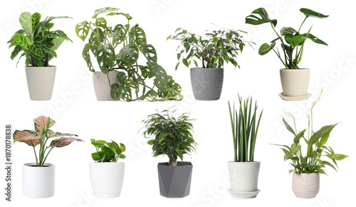 Wallpaper Mural Different house plants in pots isolated on white, collection Torontodigital.ca