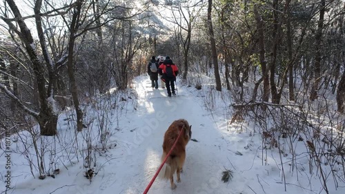 POV walking with dog. Cute rough collie walking in snow covered mountain path with red dog leash. Scotland shepherd sheepdog hiking in forest in sunny winter day. 4k real time footage.