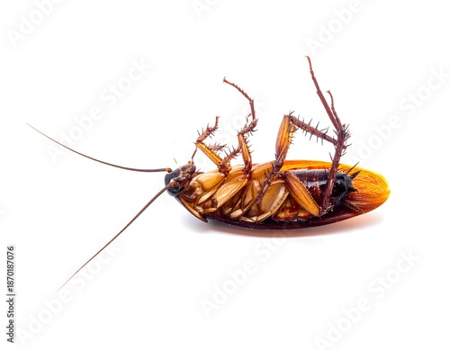 Dead cockroach on white background (1)
