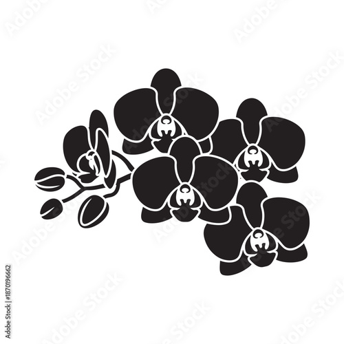 Elegant black silhouette of orchid flowers on a white background