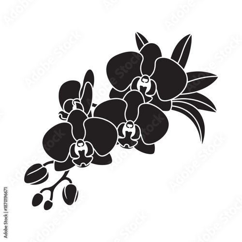 A striking black and white silhouette of an orchid branch with delicate blooms