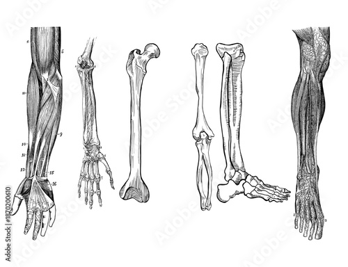 Vintage Human Anatomy Illustration Sheet of Arms and Legs Vectors