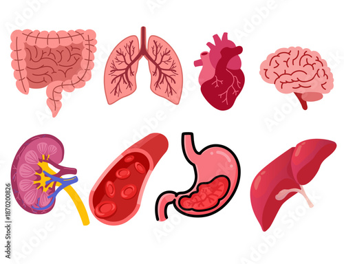 Vintage Anatomical Engravings: Human Organs Set