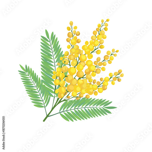 春を感じる黄色いミモザの花と葉の美しいイラスト