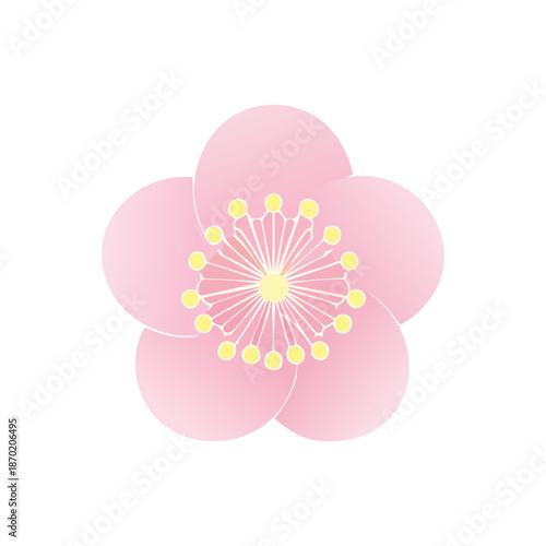 優しいピンク色の梅の花が咲くシンプルで上品なイラスト素材