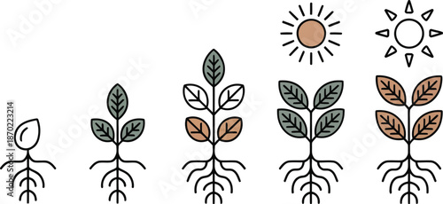 Plant Growth Stages: Seedling to Plant with Sun