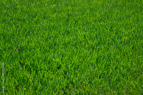 Grass in green lawn for natural background. Grass on fresh field. Grass in healthy turf for landscape design. Grass on outdoor surface clean texture.