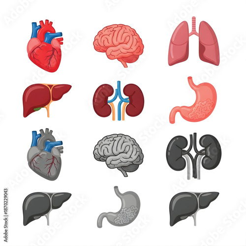 Colorful and grayscale illustrations of human internal organs including heart, brain, lungs, liver, kidneys, and stomach.