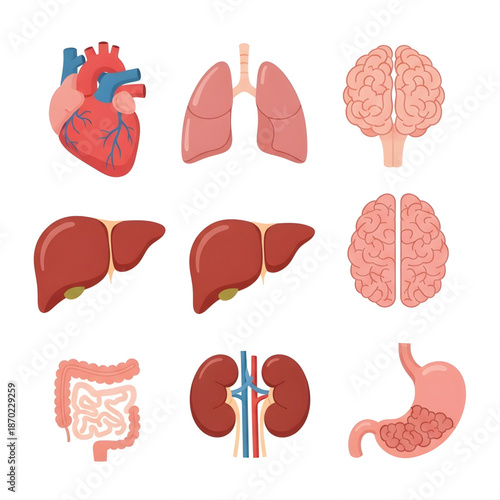 Flat vector illustration set depicting various human internal organs such as the heart, lungs, brain, liver, intestines, kidneys, and stomach on a white background.