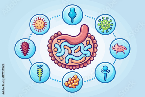 Digestive System and Microbiome Health Diagram