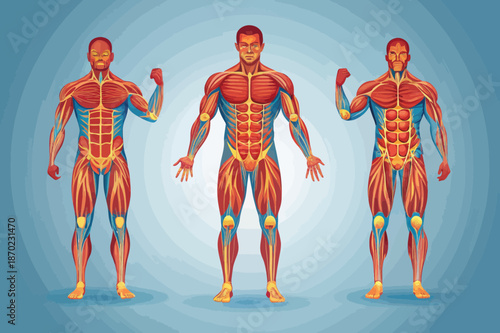 Human Anatomy Musculature Trio Illustration