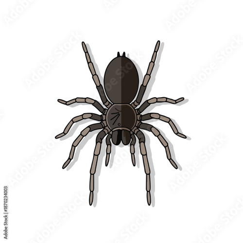 A macro closeup of a hairy brown tarantula arachnid isolated on a white background captures the scary and creepy nature of this wildlife animal