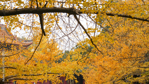 Golden ginkgo in autumn