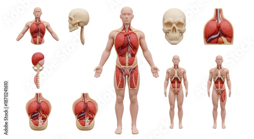 Anatomical illustration of the human body, showcasing skeletal structure and internal organs