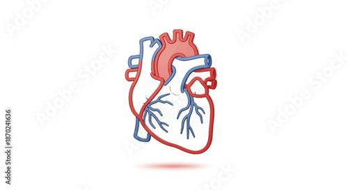 Stylized anatomical human heart illustration, clearly showing red arteries and blue veins, perfect for medical, health, science, and educational design projects