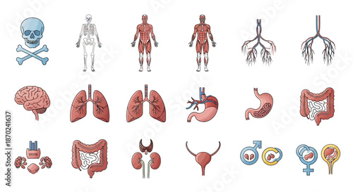 Comprehensive Set of Human Anatomy and Medical Science Icons for Educational and Healthcare Visualizations, Featuring Detailed Organs, Skeletal System, and Biological Symbols