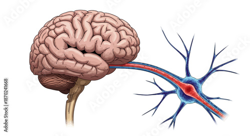 The Human Brain and Neuron A Visual Representation of Neural Connections and Brain Function