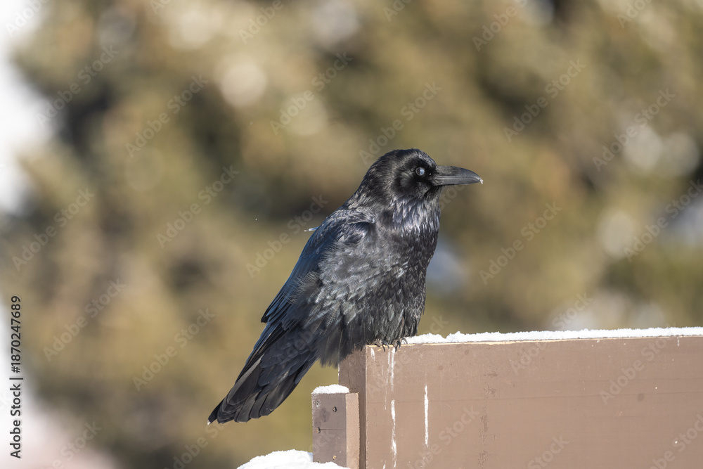 Obraz premium A common raven wearing a gps transmitter device and is also banded for research. Taken January, 28, 2022