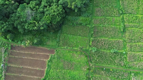 Aerial View of Green Agricultural Fields and Tropical Rural Landscape 