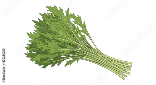 Fresh and vibrant bunch of mizuna, also known as Japanese mustard greens, a leafy vegetable used in salads and cooking.