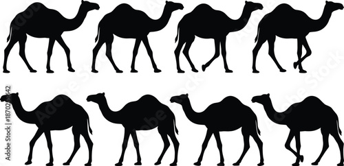 Camel silhouette illustration, black design of dromedary camels in walking poses, side profile view, desert animal concept, motion variation