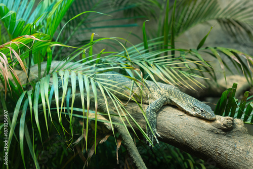 A lizard in the tree