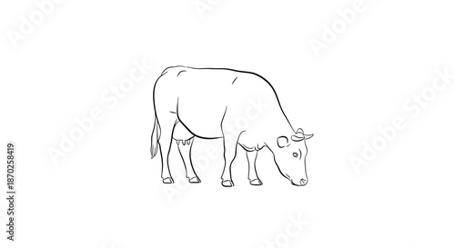 A black and white line drawing of a cow standing on a looking down