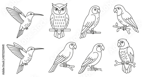 Collection of various bird line drawings including owls and hummingbirds