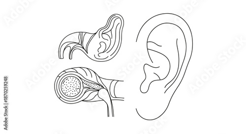 Detailed illustrations of human ear anatomy and its internal structures