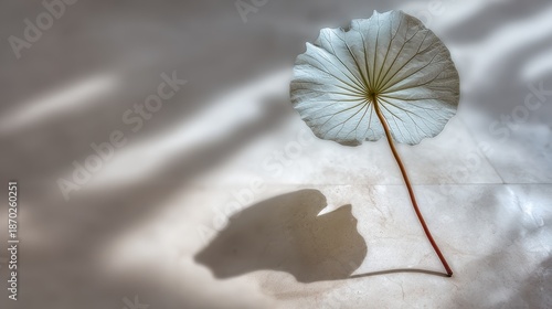 Wallpaper Mural Translucent Lotus Leaf Veins and Shadow on Marble Floor with Dappled Light. Torontodigital.ca