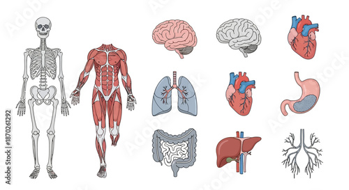 Essential human anatomy vector set exploring skeletal and muscular structures alongside vital internal organs such as the brain, heart, lungs, liver, and digestive system