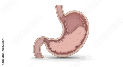 Detailed anatomical illustration of the human stomach, highlighting its internal structure and physiological significance within the digestive system for educational resources