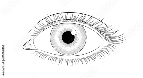 A detailed illustration of a human eye with eyelashes