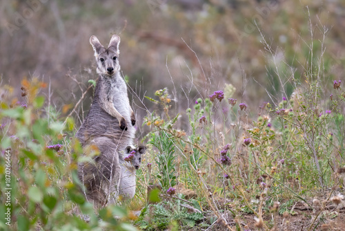 Female common wallaroo (Osphranter robustus) with joey, Sydney, NSW. Australian marsupial portrait.