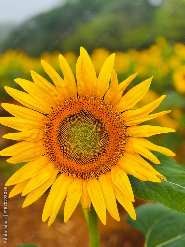 Fototapeta premium Close-up photograph of a bright yellow sunflower captured in natural daylight in India. The image highlights fine details of the petals and central disc, showcasing the flower’s vibrant color, texture
