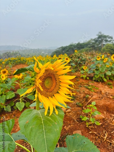 Close-up photograph of a bright yellow sunflower captured in natural daylight in India. The image highlights fine details of the petals and central disc, showcasing the flower’s vibrant color, texture