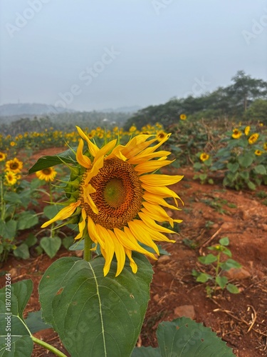 Close-up photograph of a bright yellow sunflower captured in natural daylight in India. The image highlights fine details of the petals and central disc, showcasing the flower’s vibrant color, texture