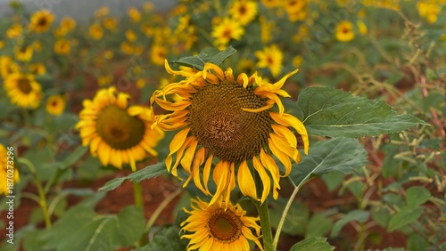 Close-up photograph of a bright yellow sunflower captured in natural daylight in India. The image highlights fine details of the petals and central disc, showcasing the flower’s vibrant color, texture