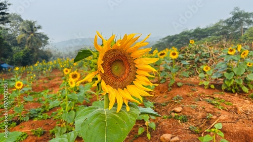 Close-up photograph of a bright yellow sunflower captured in natural daylight in India. The image highlights fine details of the petals and central disc, showcasing the flower’s vibrant color, texture