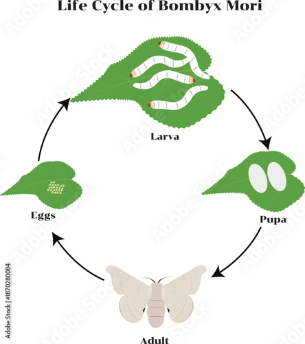 Illustration showing the complete life cycle of Bombyx mori, from egg, larva (silkworm), pupa in cocoon, to adult moth, ideal for educational and biological content.