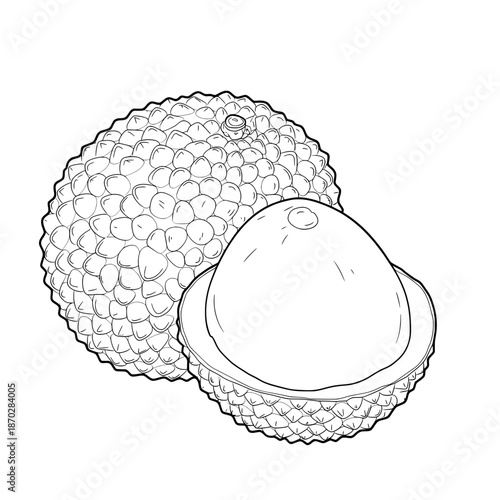 Line drawing of lychee and its peeled form, small bumps texture on one