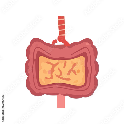 Illustration of the human colon, a large intestine segment, depicting internal structures and a section of the rectum, in a stylized, simplified design
