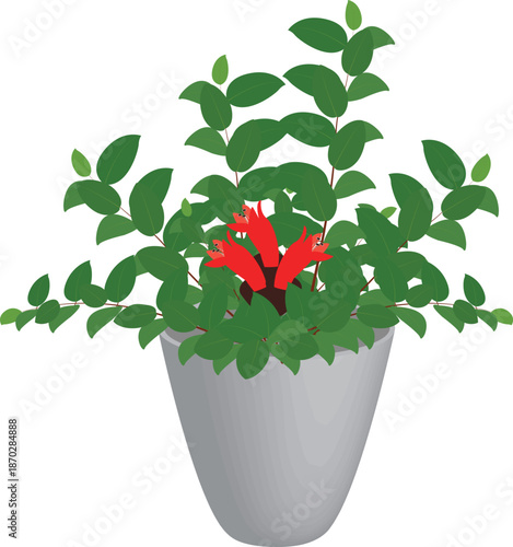 A detailed botanical illustration of a lipstick plant (Aeschynanthus) with vibrant red tubular flowers, perfect for tropical and indoor plant themes.