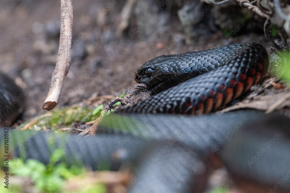 Obraz premium Red-bellied black snake (Pseudechis porphyriacus) eating a frog, NSW, Australia. Venomous Australian snake in the family Elapidae.