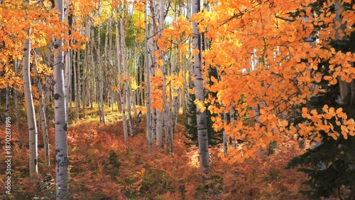 Kebler Pass Crested Butte Autumn Fall colorful golden quaking aspen trees grove forest aerial drone Colorado Rocky Mountains sunlight Telluride Aspen Snowmass Breckenridge Vail circle left motion