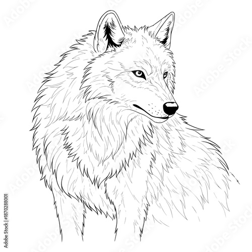 Majestic wolf illustration with intricate fur details against white background