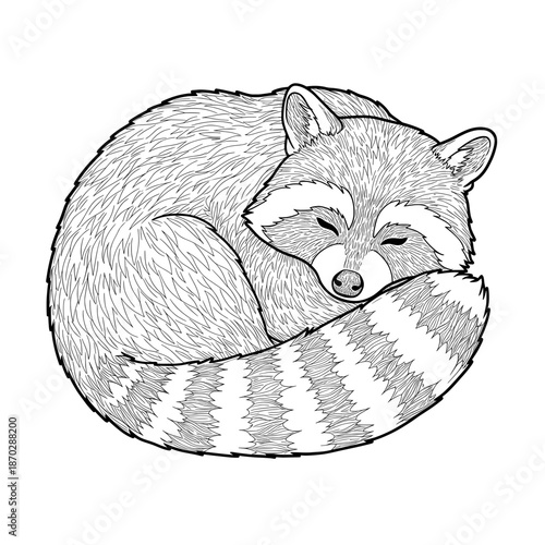Sleepy Raccoon curled up with its striped tail, in black and white line art design