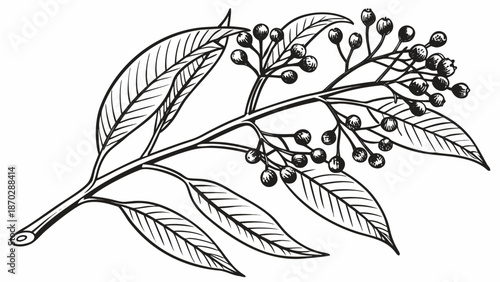 Detailed Medicinal Clove Tree Silhouette in Black Vector Style, Featuring Buds and Berries for Natural Supplement Packaging